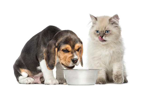Gato e cachorro